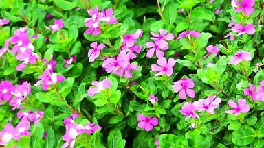 粉红色的madagasca小长春花玫瑰小长春花绿色叶子花园